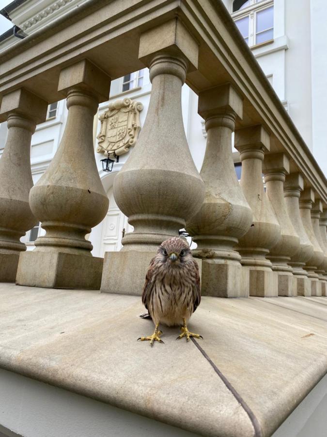 Hotel Palac Borynia Jastrzębie Zdrój Екстериор снимка